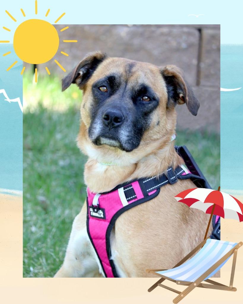 Daisy - Summer Lovin' Promo, a Adoptable mixed breed in Savage, MN image 3/6