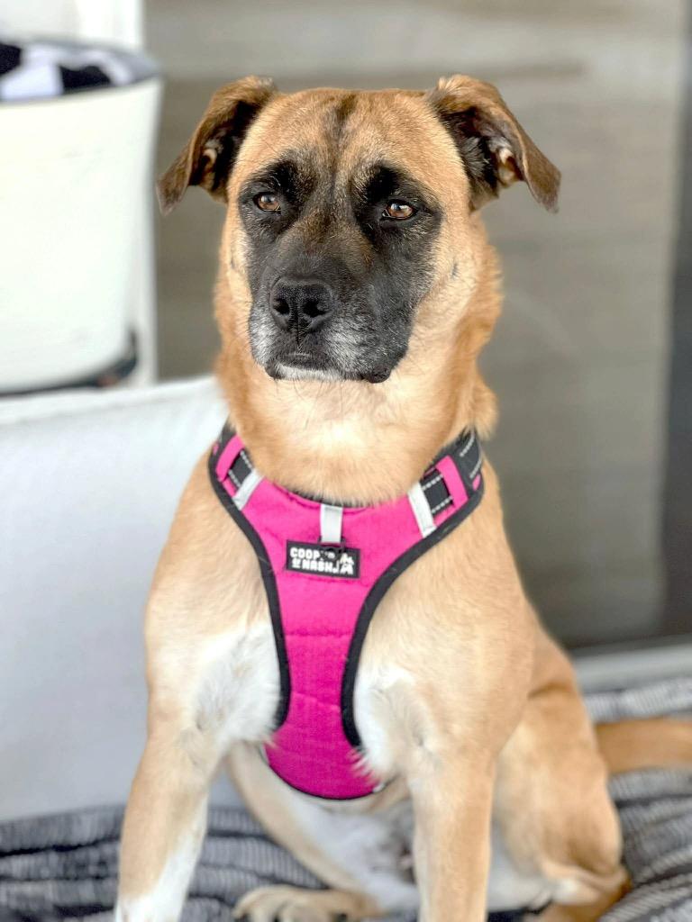 Daisy, a Adoptable mixed breed in Savage, MN image 4/6
