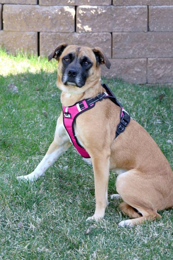 Daisy, a Adoptable mixed breed in Savage, MN image 5/6