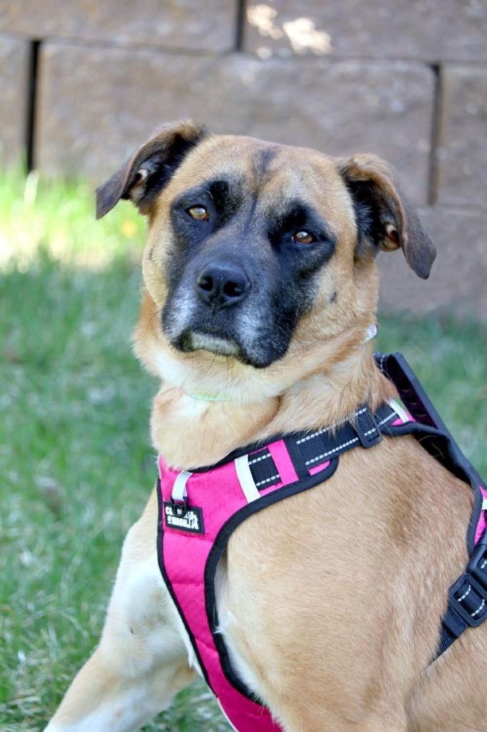 Daisy, a Adoptable mixed breed in Savage, MN image 6/6