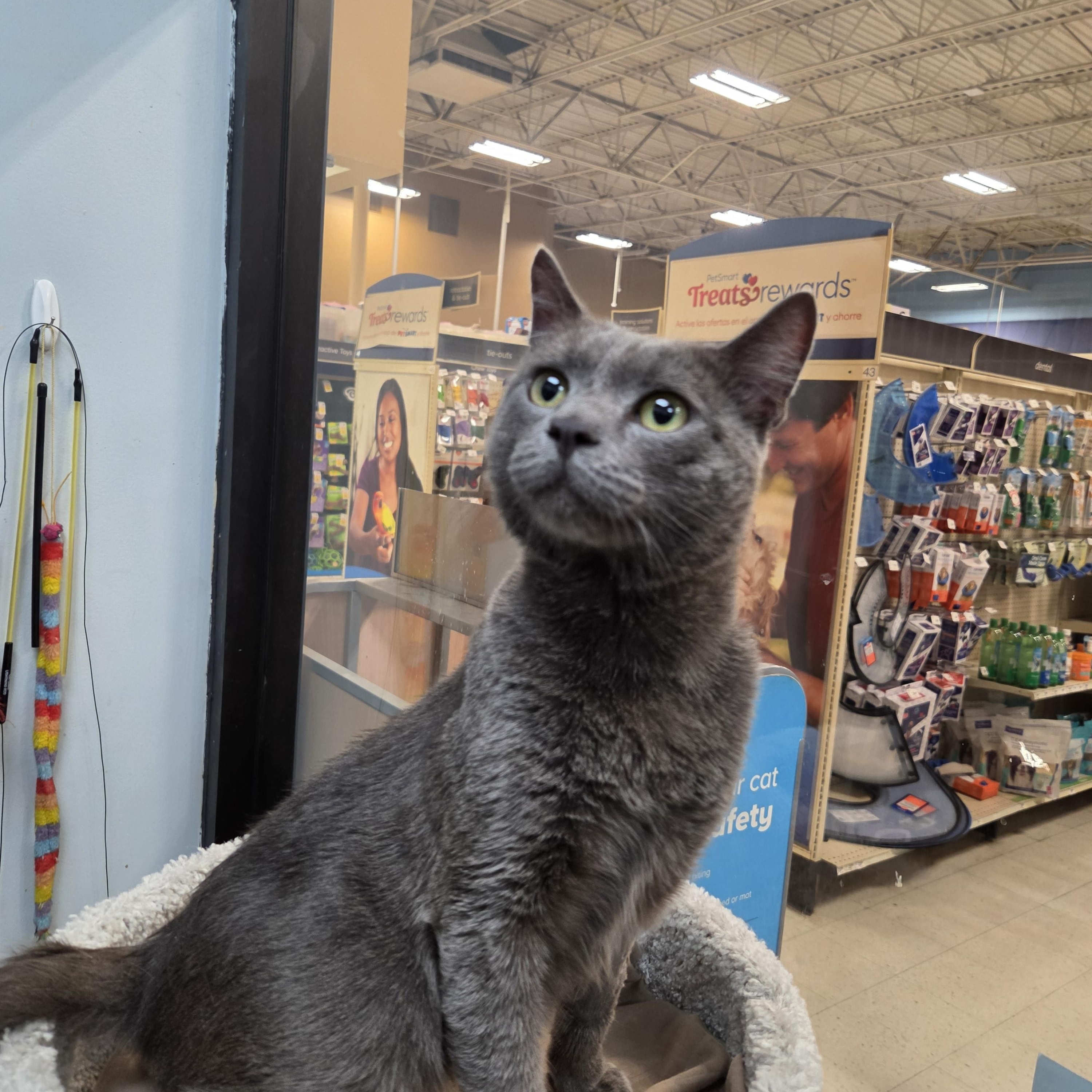 Squids, ADOPTABLE, Young Male Domestic Short Hair.