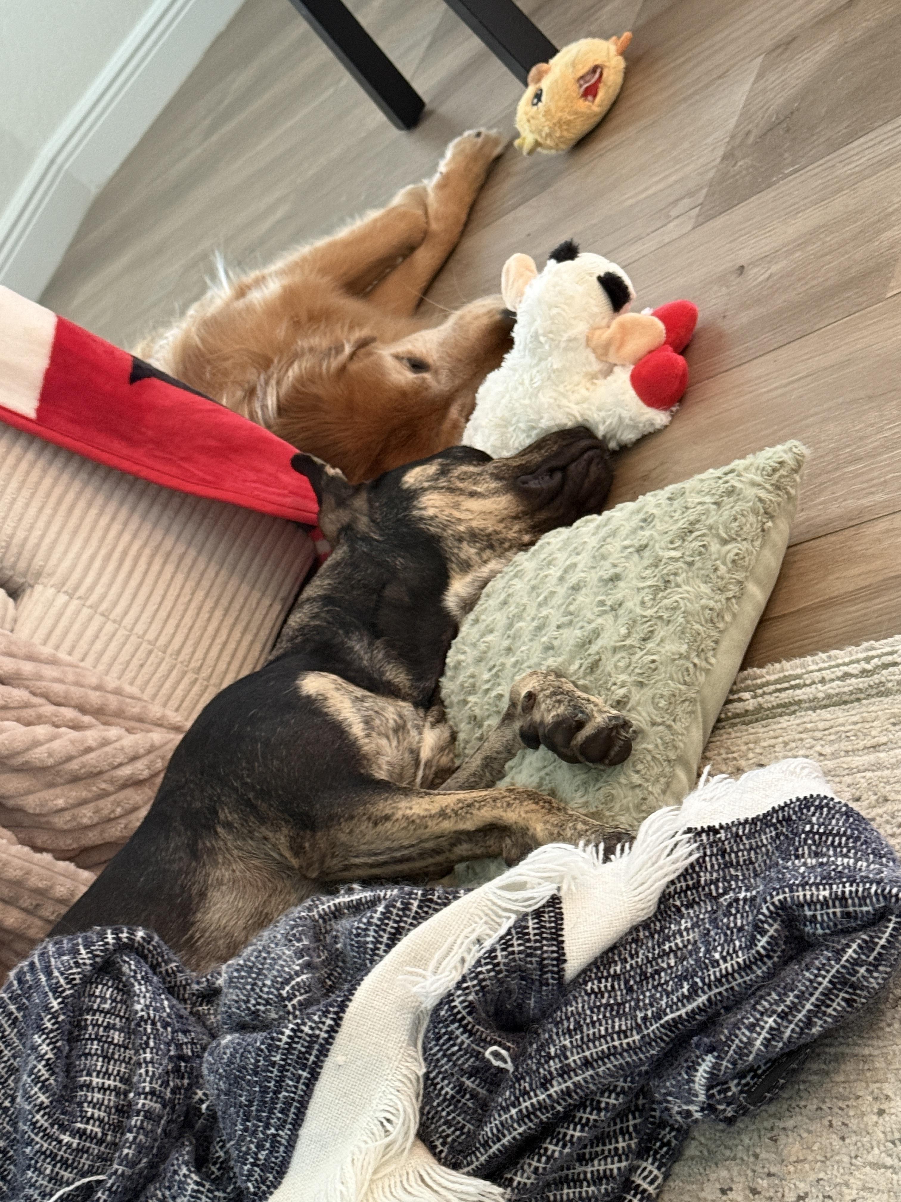 Millie, Adoptable, Young Female Plott Hound.