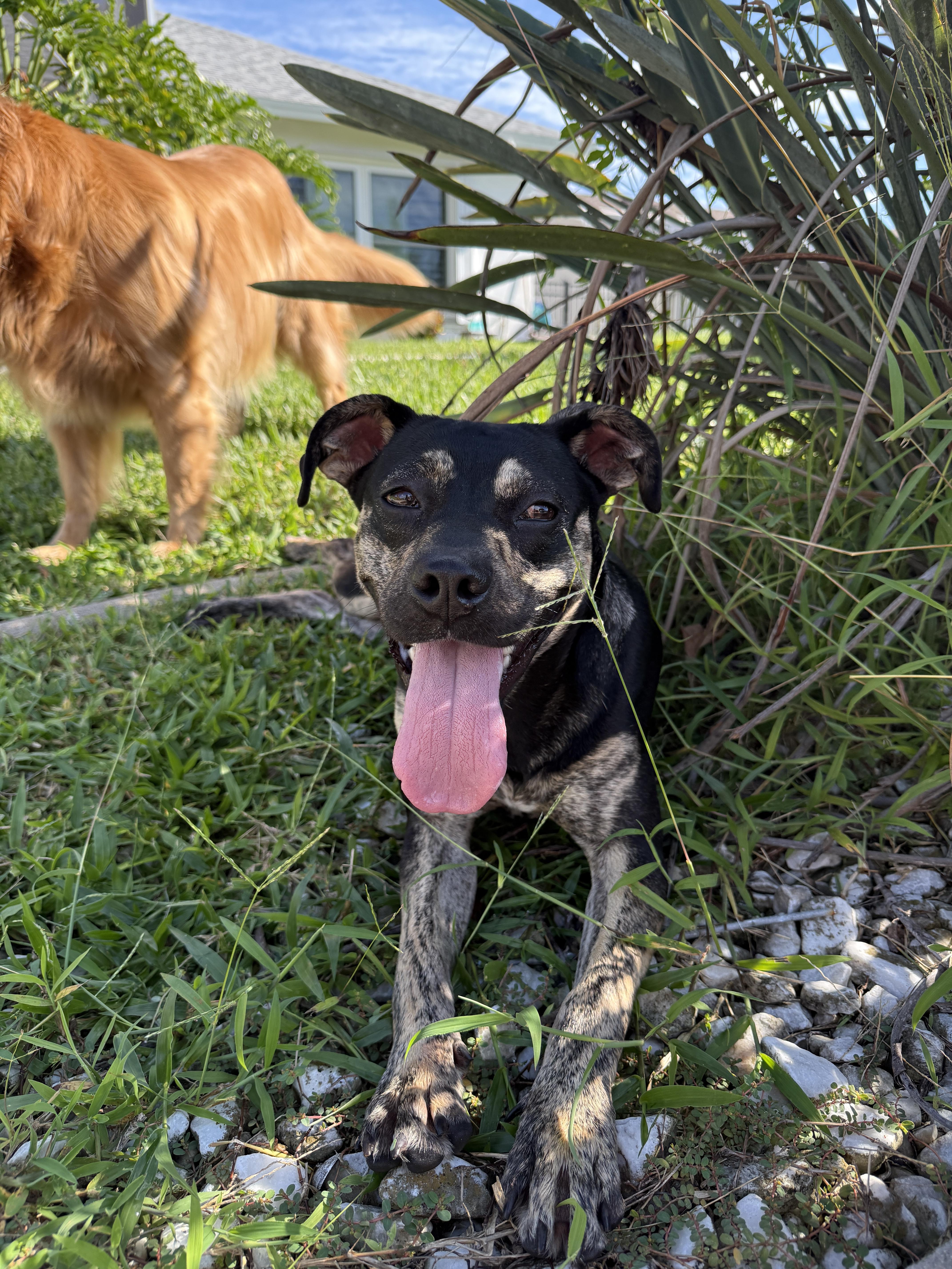 Millie, a Adoptable mixed breed in tampa, FL image 2/4