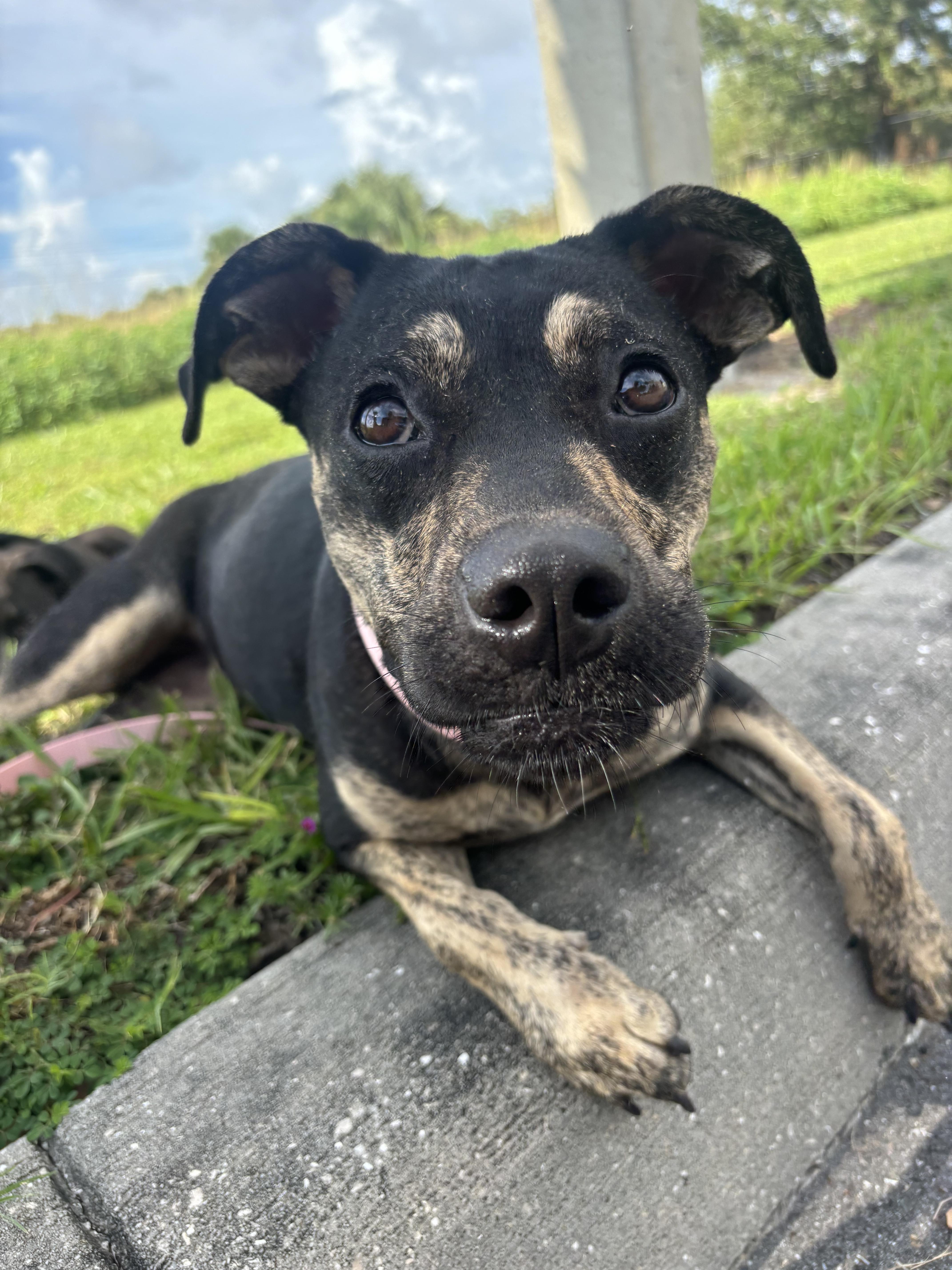 Millie, a Adoptable mixed breed in tampa, FL image 3/4