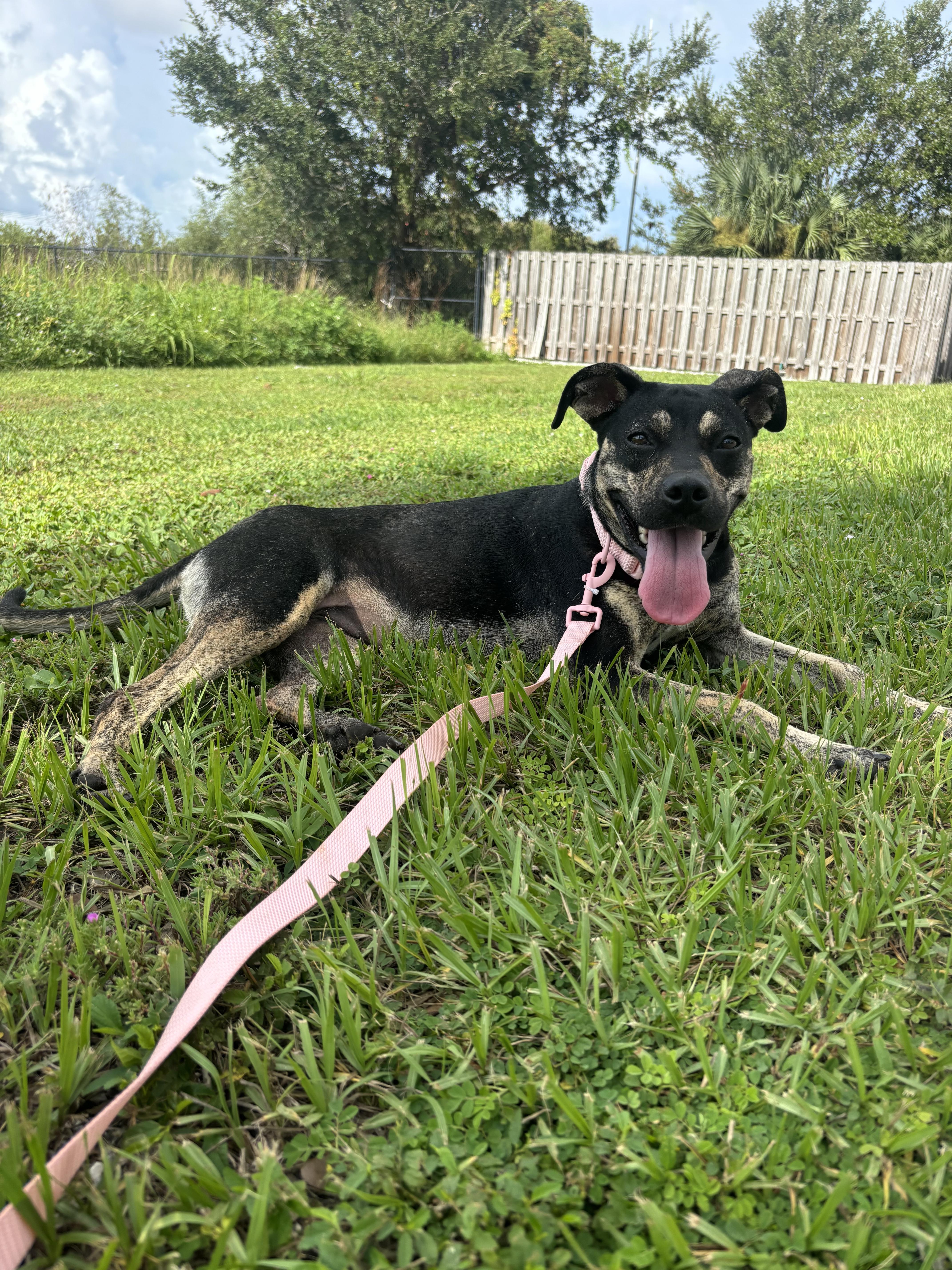 Millie, a Adoptable mixed breed in tampa, FL image 4/4
