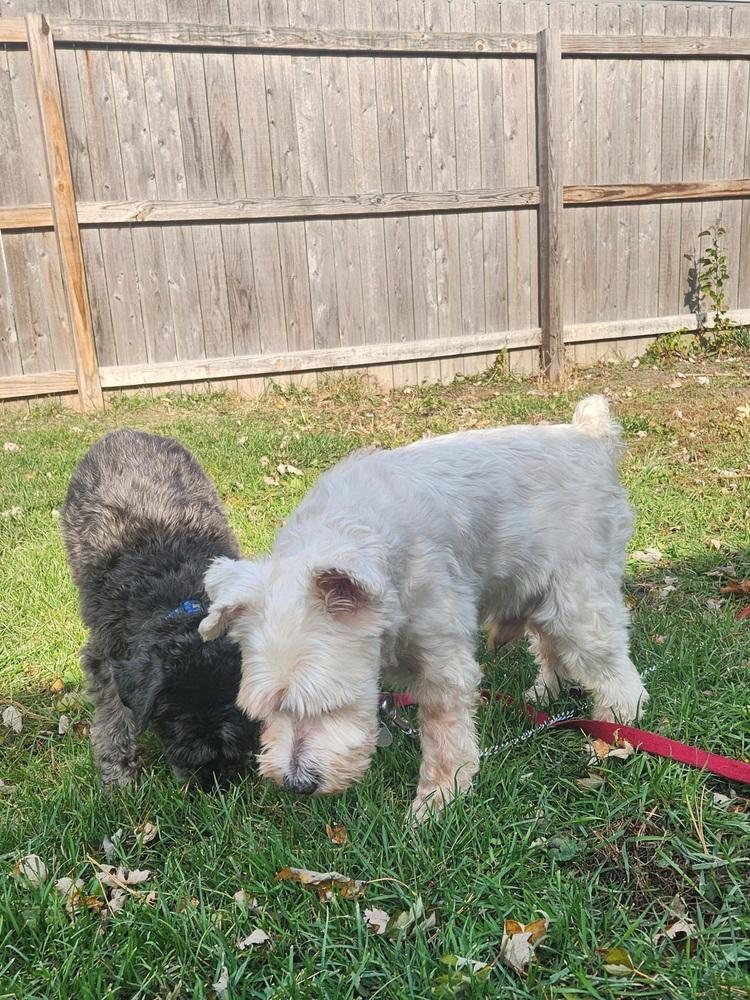 Bud, Adoptable, Senior Male Schnauzer.
