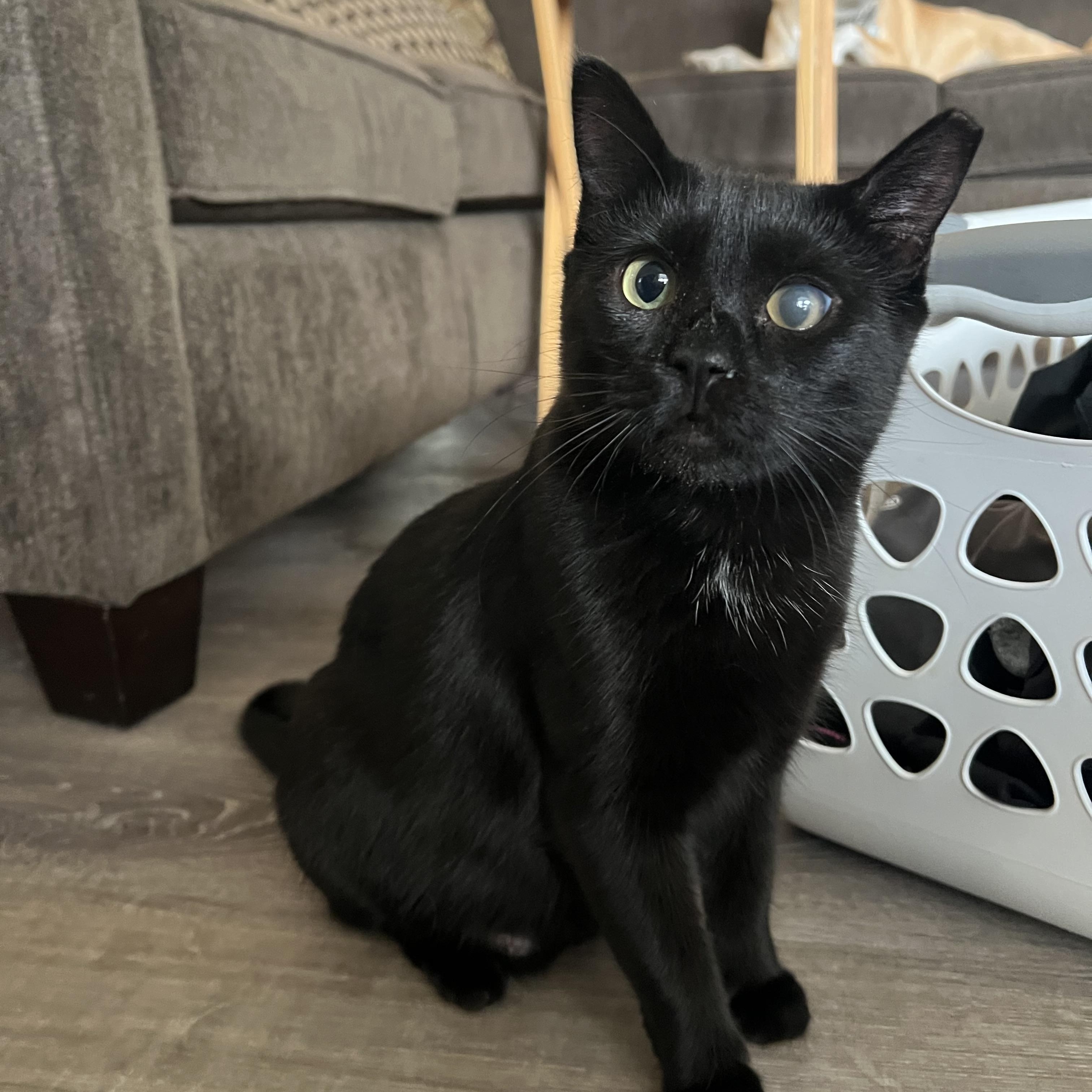 Gidget, ADOPTABLE, Adult Female American Shorthair.