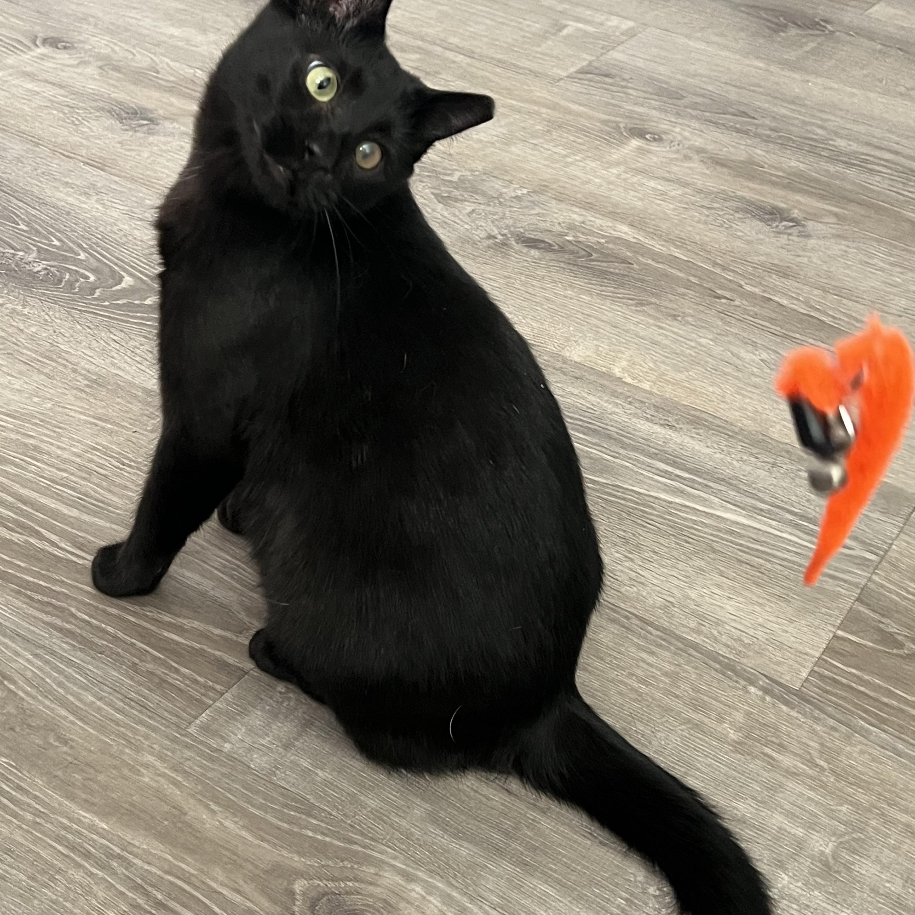 Enlarge Gidget, a ADOPTABLE American Shorthair in Ephrata, WA image 3/4