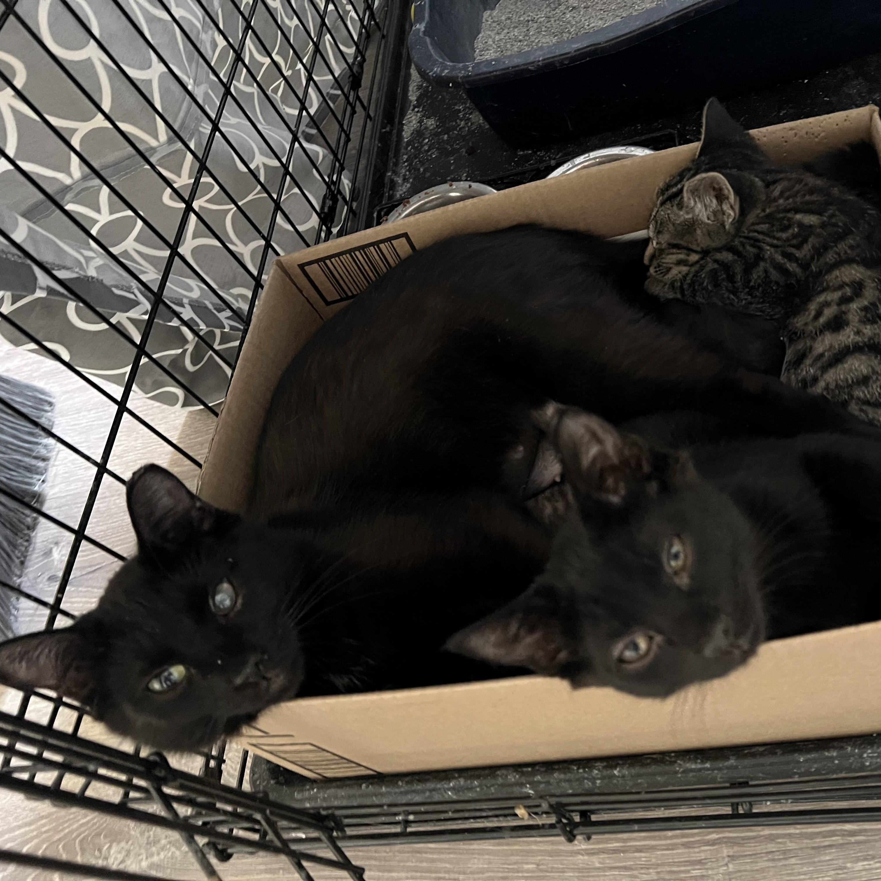 Enlarge Gidget, a ADOPTABLE American Shorthair in Ephrata, WA image 4/4