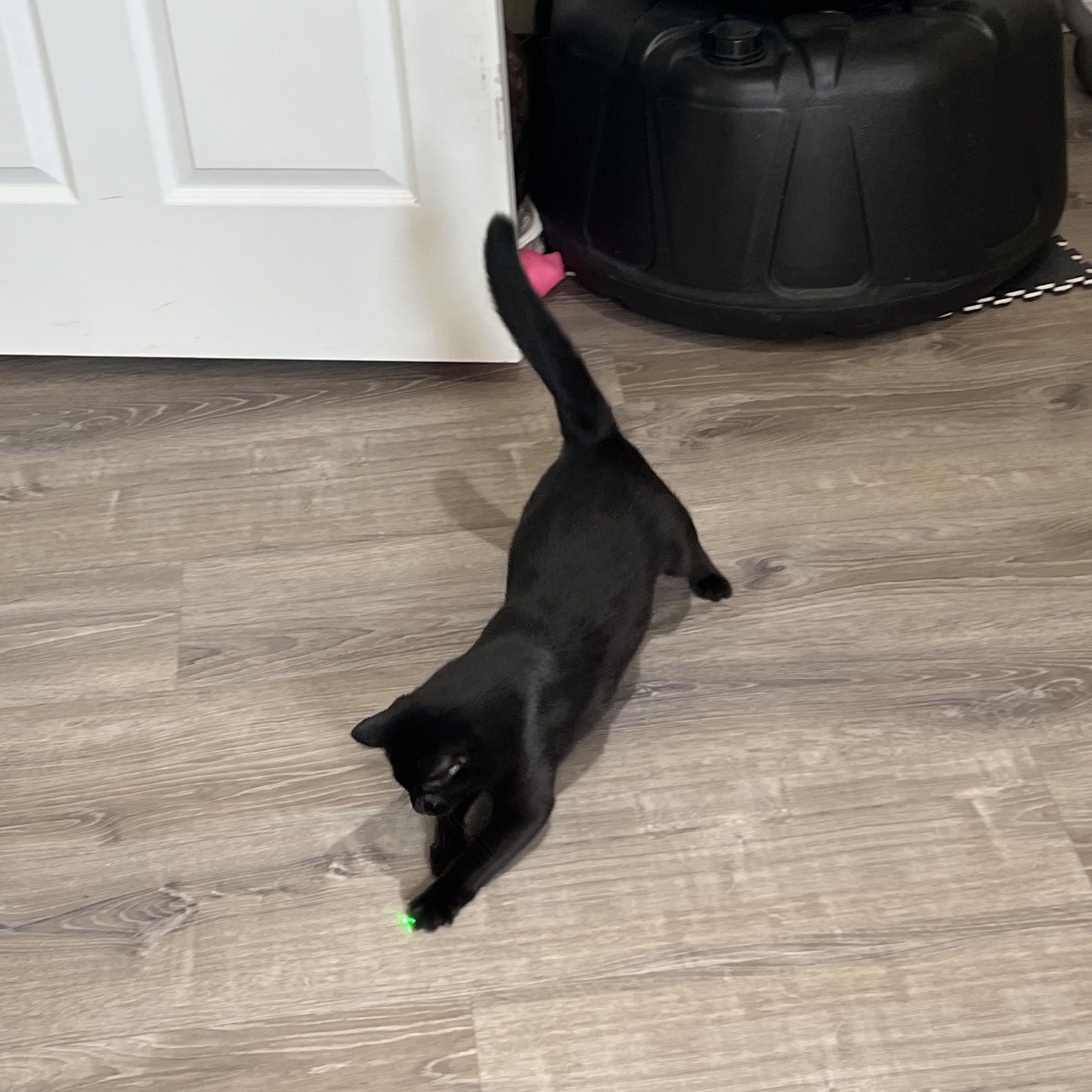 Enlarge Gidget, a ADOPTABLE American Shorthair in Ephrata, WA image 2/4