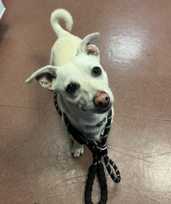 Memo, a Adoptable mixed breed in Dublin, CA image 2/2