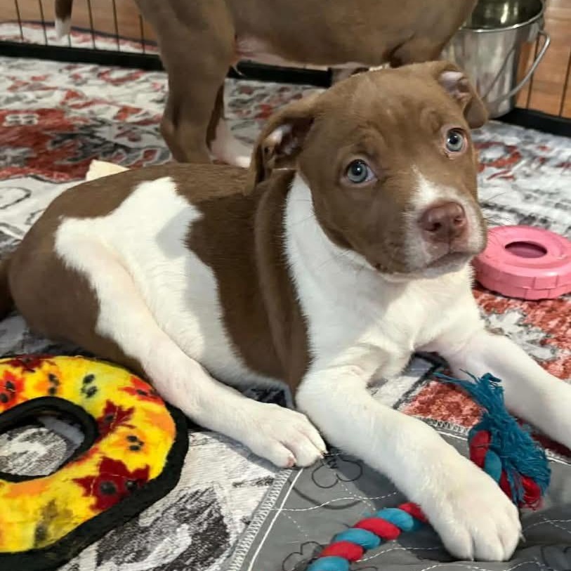 Enlarge Mars, a ADOPTABLE mixed breed in Hatfield, PA image 4/5