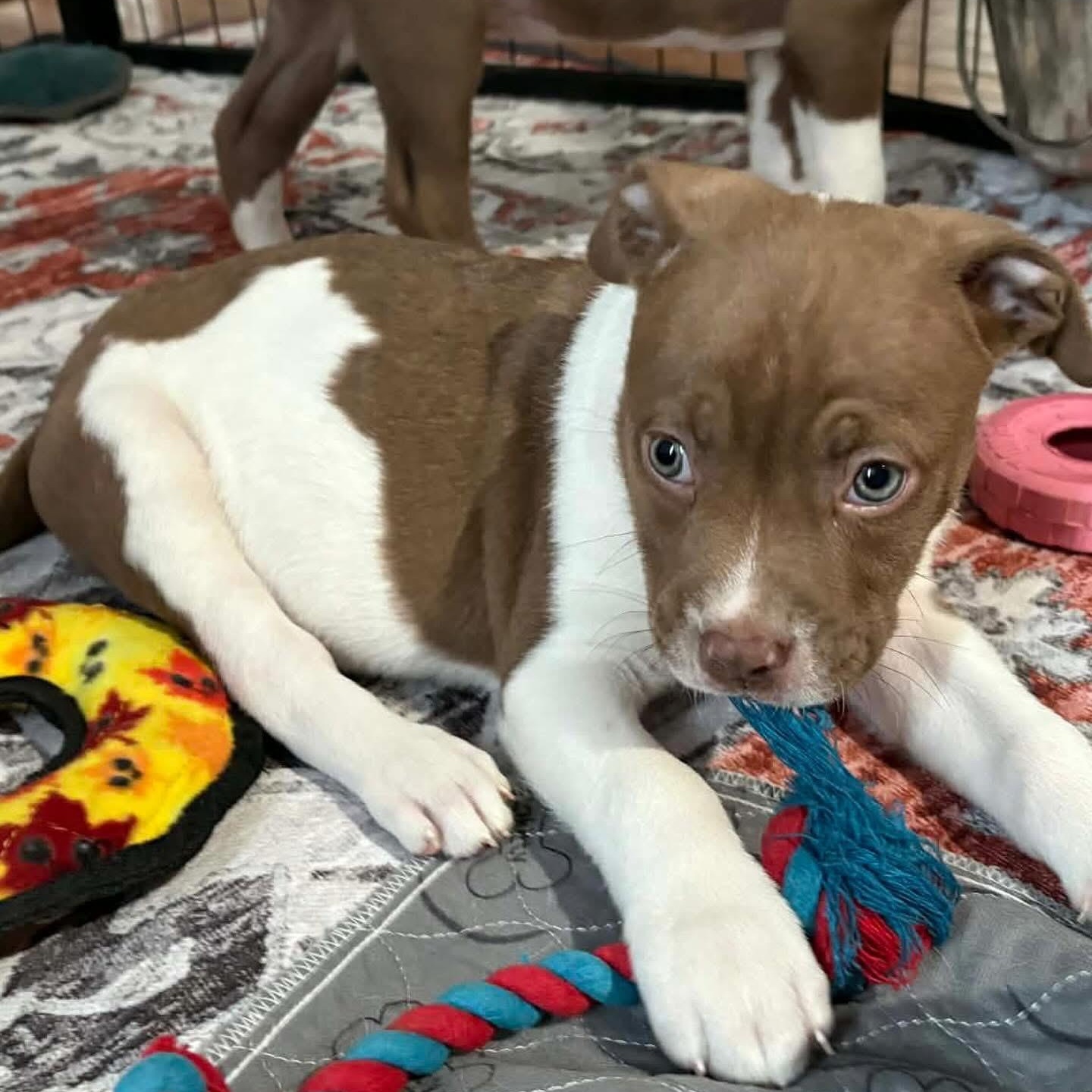 Enlarge Mars, a ADOPTABLE mixed breed in Hatfield, PA image 3/5