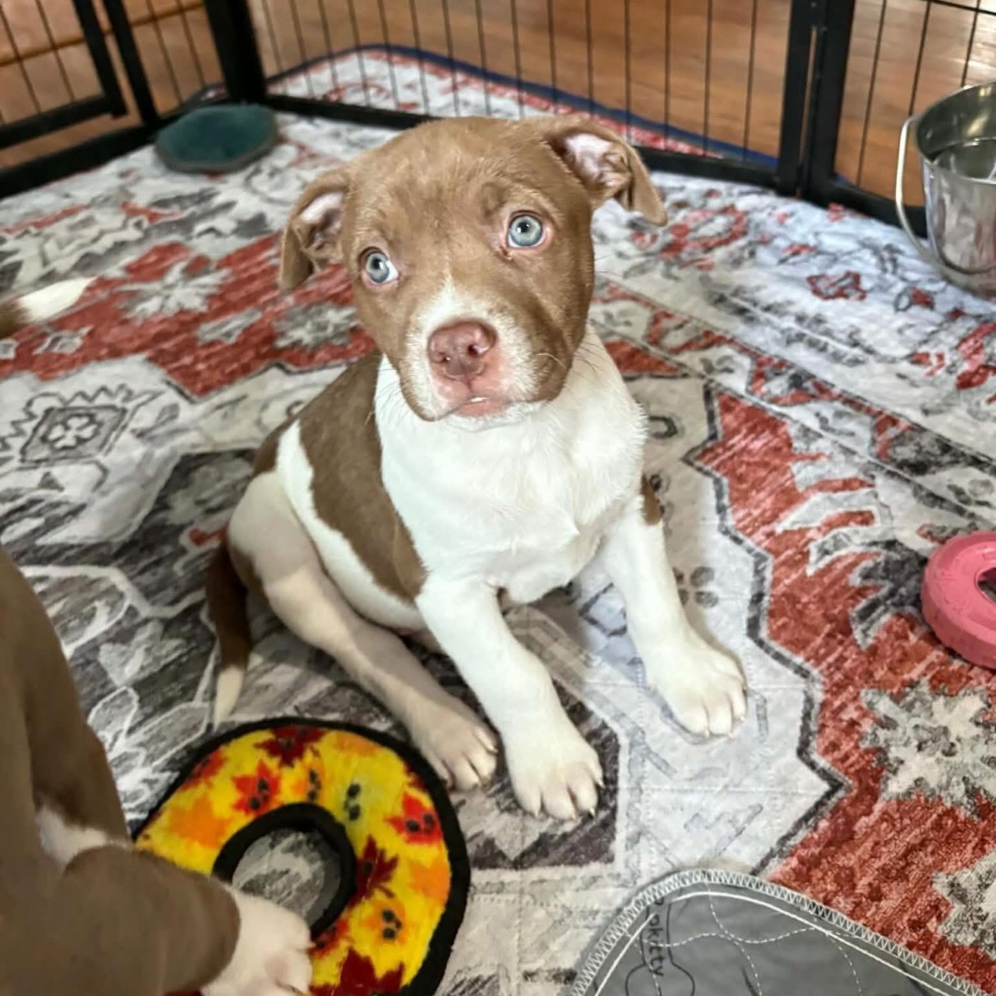 Mars, ADOPTABLE, Puppy Male Pit Bull Terrier & Labrador Retriever.