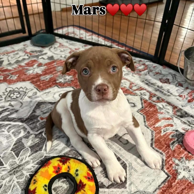 Enlarge Mars, a ADOPTABLE mixed breed in Hatfield, PA image 2/5