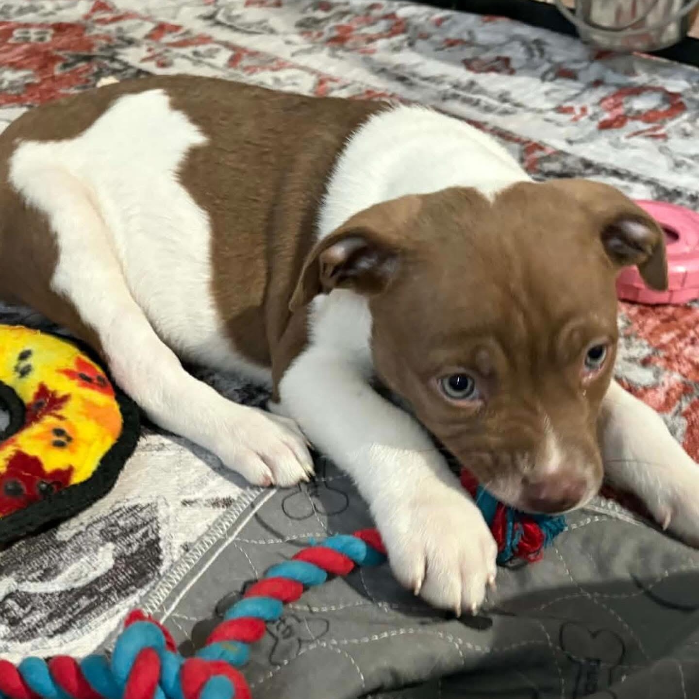 Enlarge Mars, a ADOPTABLE mixed breed in Hatfield, PA image 5/5