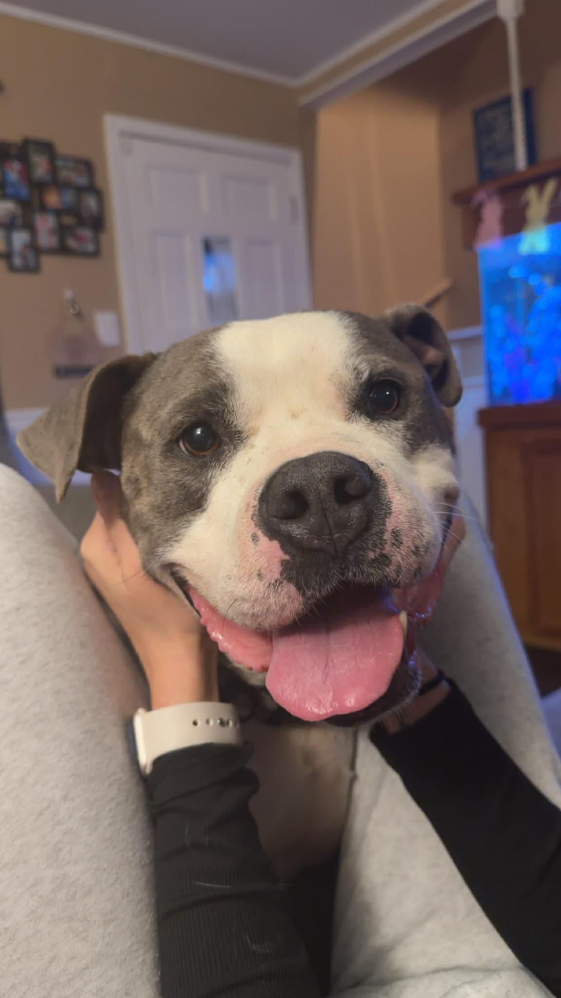 Pablo, an adopted mixed breed in Pleasant Ridge, MI image 1/6