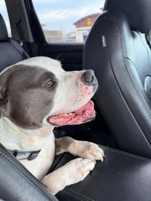 Enlarge Pablo, a ADOPTABLE mixed breed in Pleasant Ridge, MI image 4/4