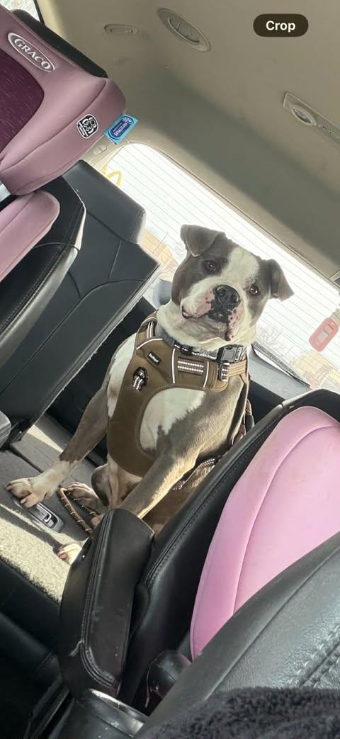 Enlarge Pablo, a ADOPTABLE mixed breed in Pleasant Ridge, MI image 3/4