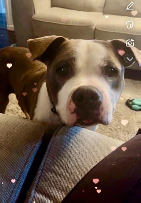 Enlarge Pablo, a ADOPTABLE mixed breed in Pleasant Ridge, MI image 1/4