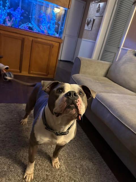 Enlarge Pablo, a ADOPTABLE mixed breed in Pleasant Ridge, MI image 2/4