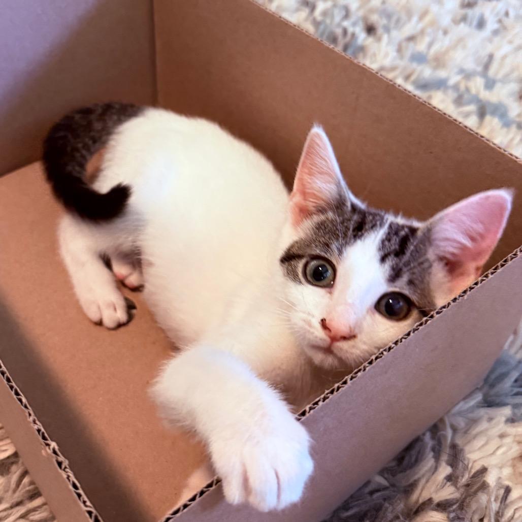 Enlarge Lily Pad, a Adoptable Domestic Short Hair in Middleton, WI image 1/5