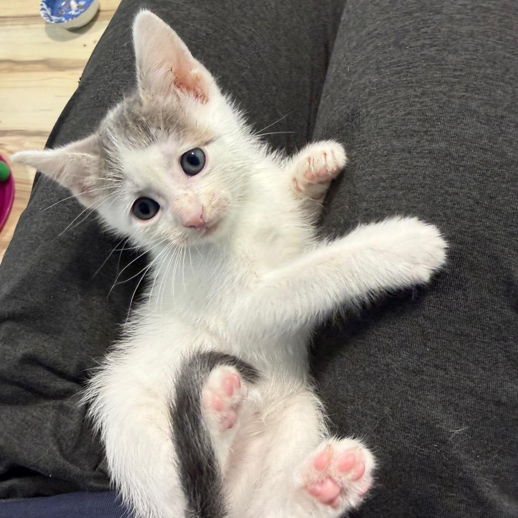 Enlarge Lily Pad, a Adoptable Domestic Short Hair in Middleton, WI image 1/5