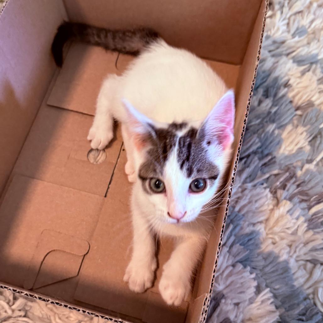 Enlarge Lily Pad, a Adoptable Domestic Short Hair in Middleton, WI image 2/5