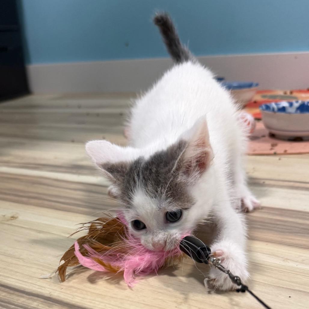 Enlarge Lily Pad, a Adoptable Domestic Short Hair in Middleton, WI image 3/5