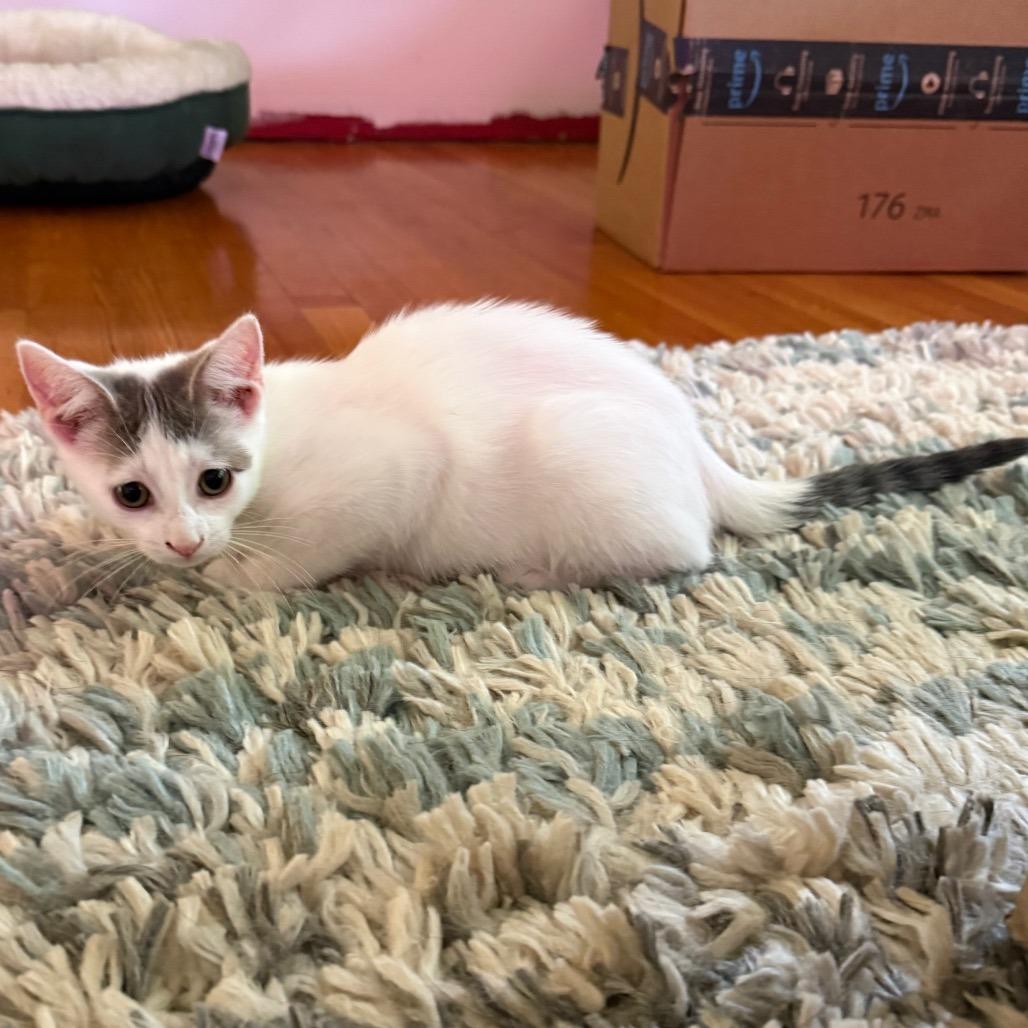 Enlarge Lily Pad, a Adoptable Domestic Short Hair in Middleton, WI image 4/5