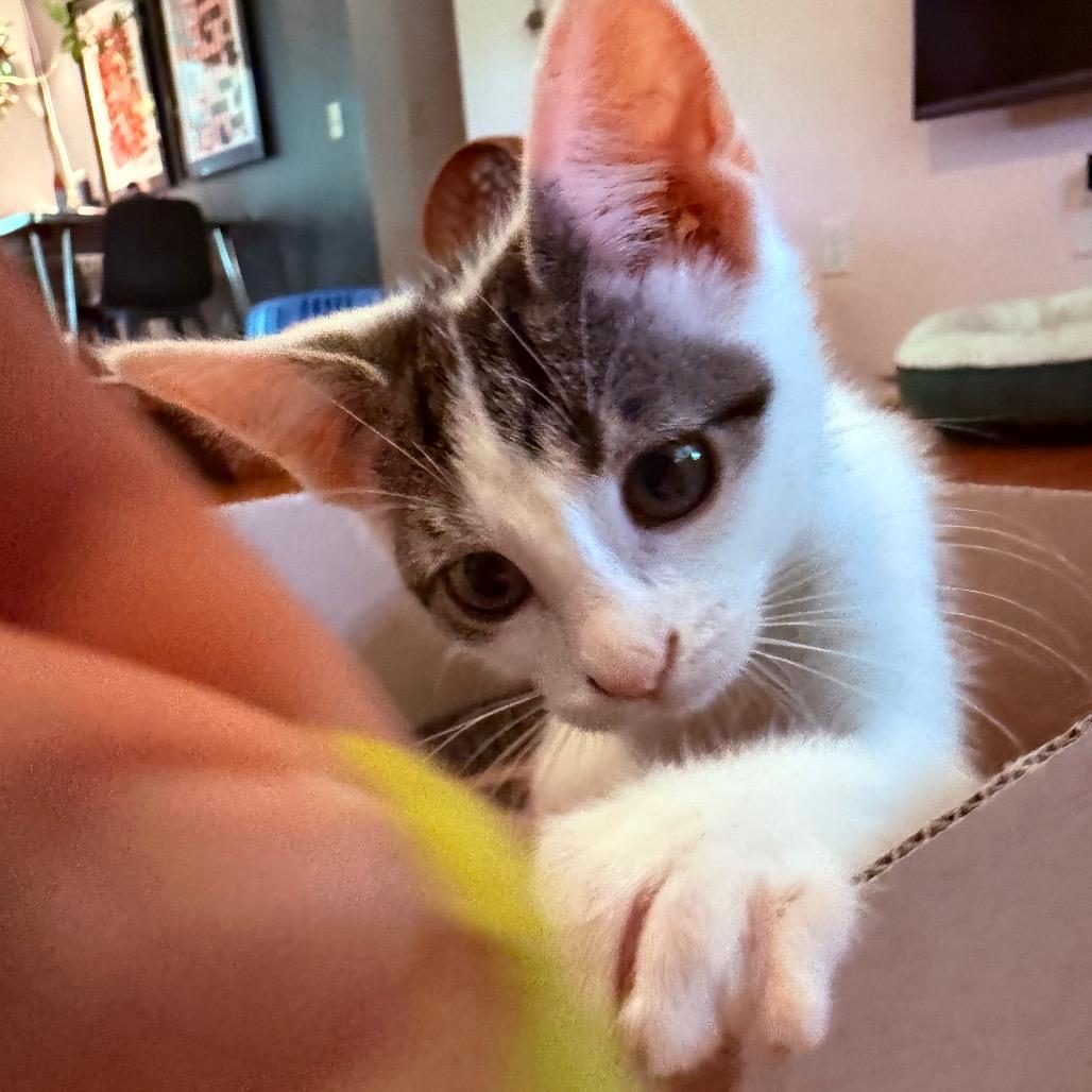 Enlarge Lily Pad, a Adoptable Domestic Short Hair in Middleton, WI image 3/5