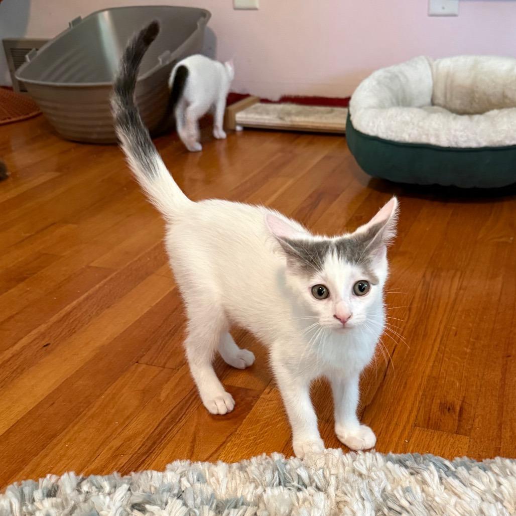 Enlarge Lily Pad, a Adoptable Domestic Short Hair in Middleton, WI image 5/5