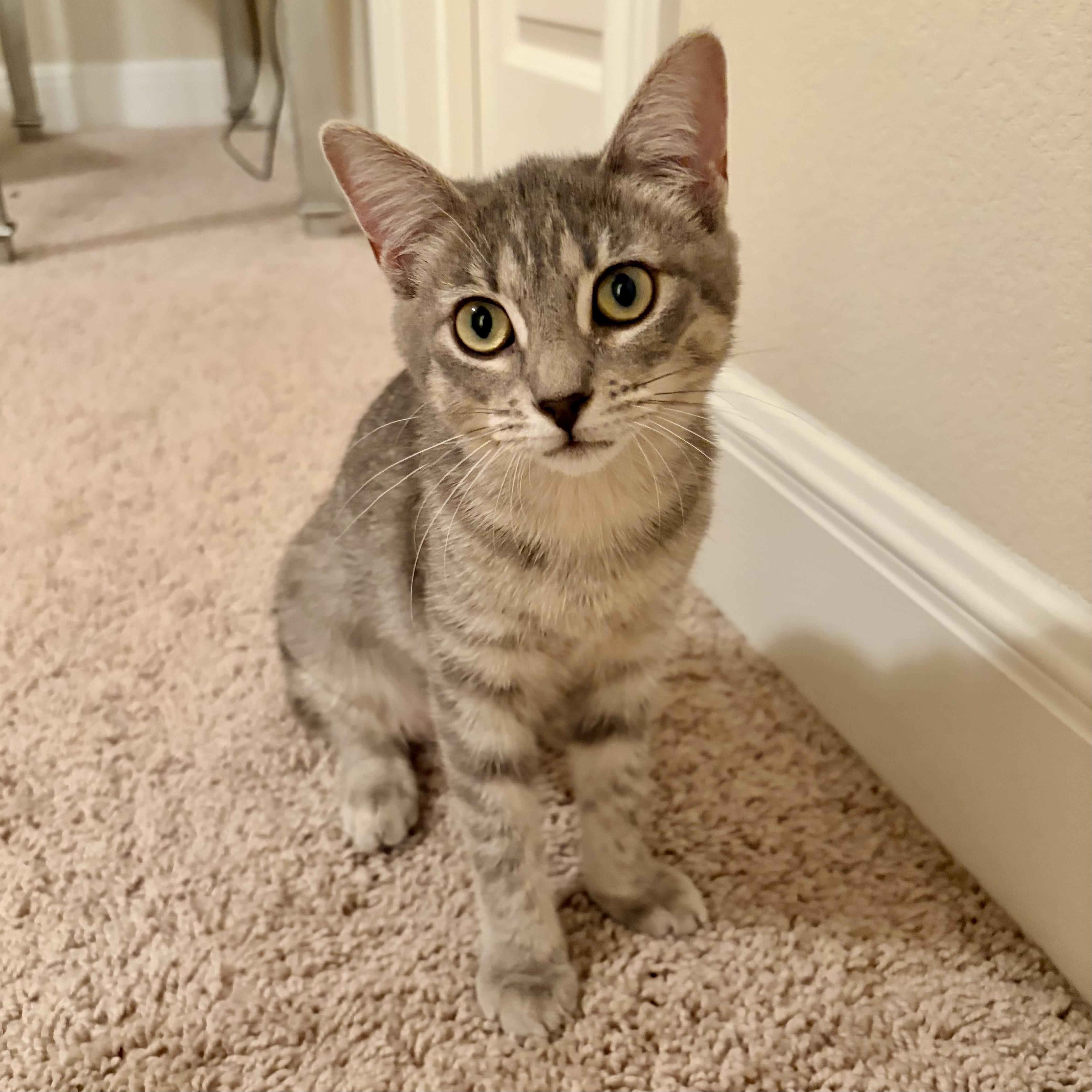 Sprite (Pachenga's kitten) photo