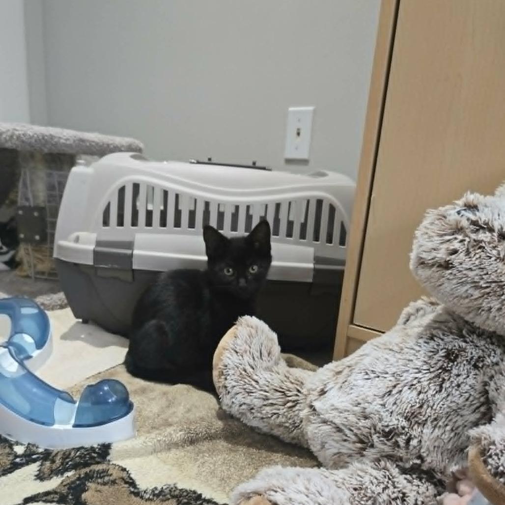 Nate, Adoptable, Kitten Male Domestic Medium Hair.
