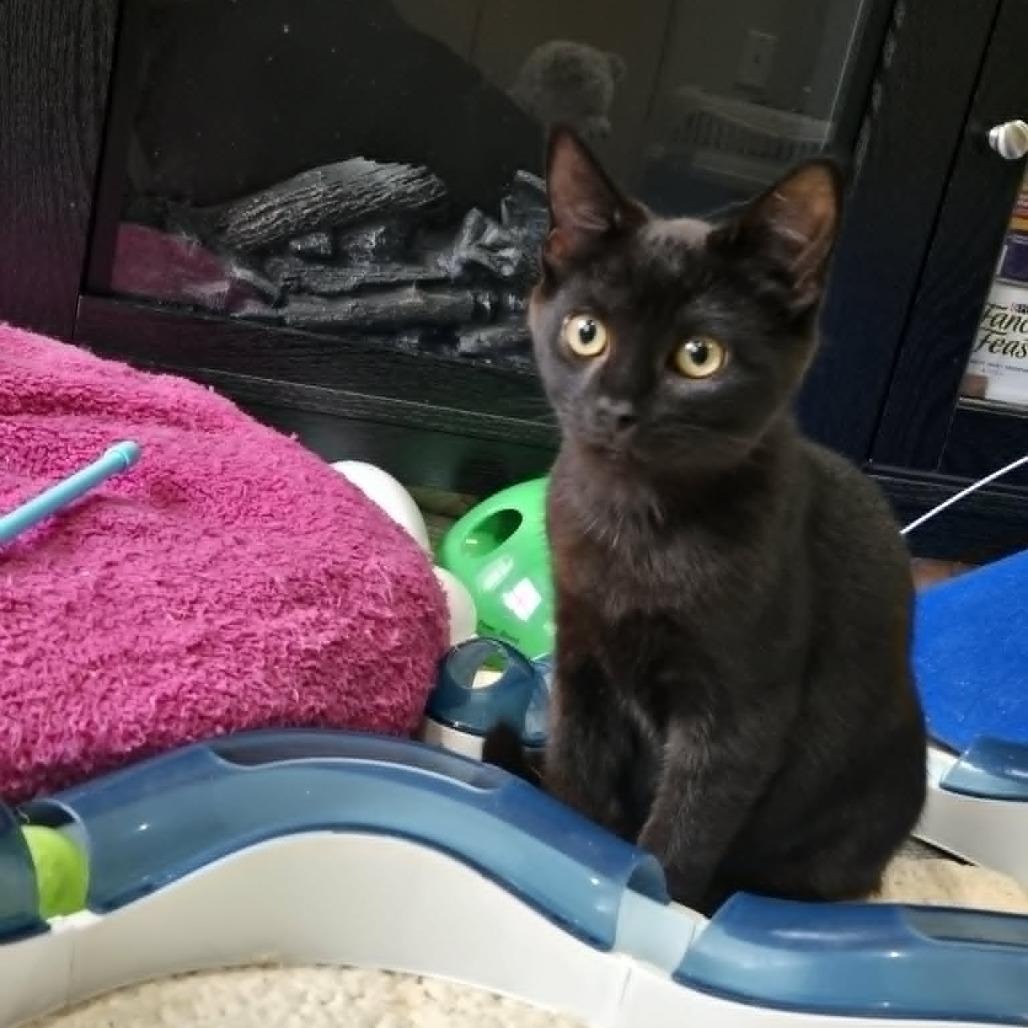 Enlarge Nate, a Adoptable Domestic Medium Hair in Abbotsford, BC image 2/3