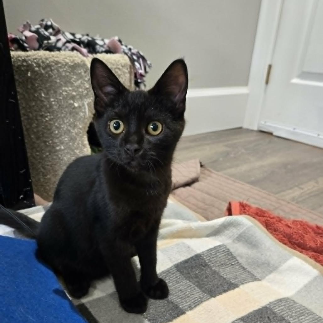 Enlarge Nate, a Adoptable Domestic Medium Hair in Abbotsford, BC image 3/3