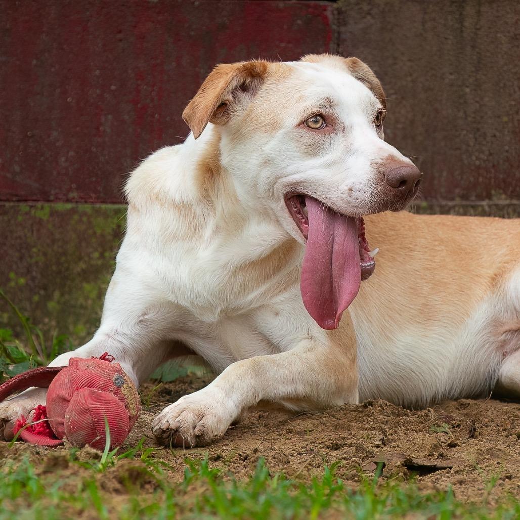 Grumbelina, Adoptable, Adult Female Labrador Retriever & Blue Lacy.