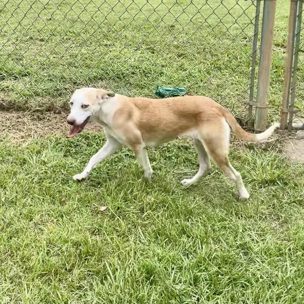 Grumbelina, a Adoptable mixed breed in Livingston, TX image 2/6