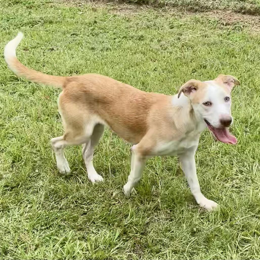 Grumbelina, a Adoptable mixed breed in Livingston, TX image 3/6