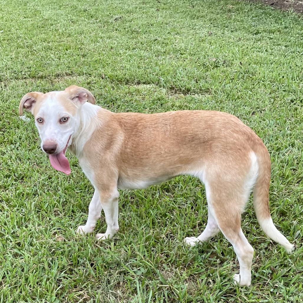 Grumbelina, a Adoptable mixed breed in Livingston, TX image 4/6