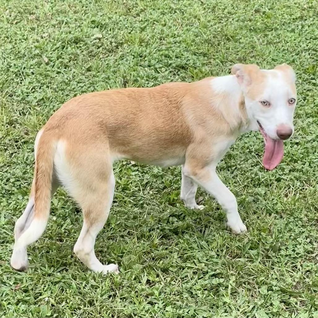 Grumbelina, a Adoptable mixed breed in Livingston, TX image 5/6