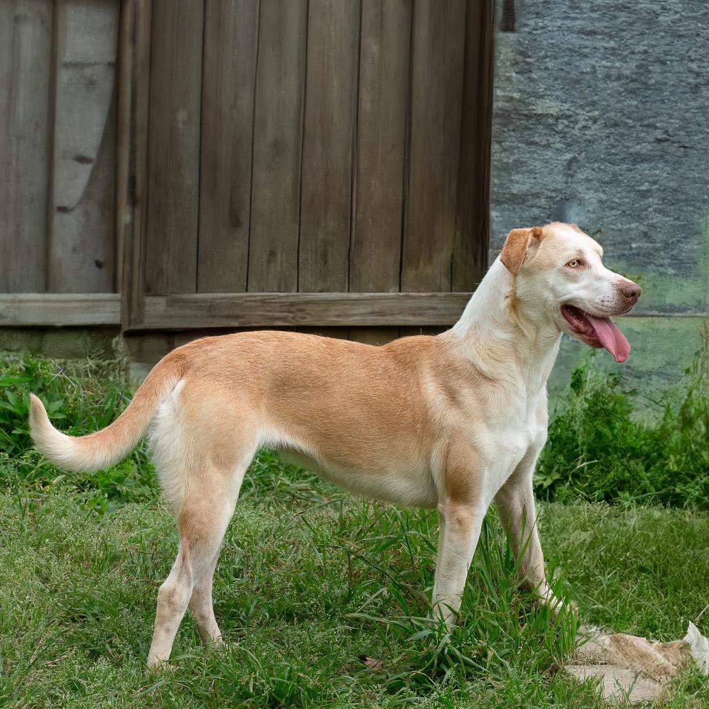 Grumbelina, a Adoptable mixed breed in Livingston, TX image 6/6