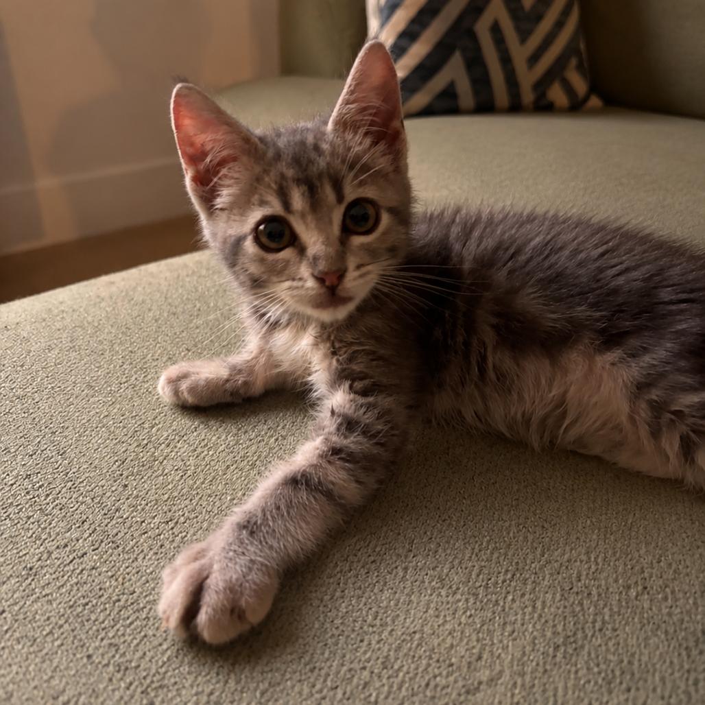 Enlarge Letty, a Adoptable Domestic Short Hair in Escondido, CA image 2/6