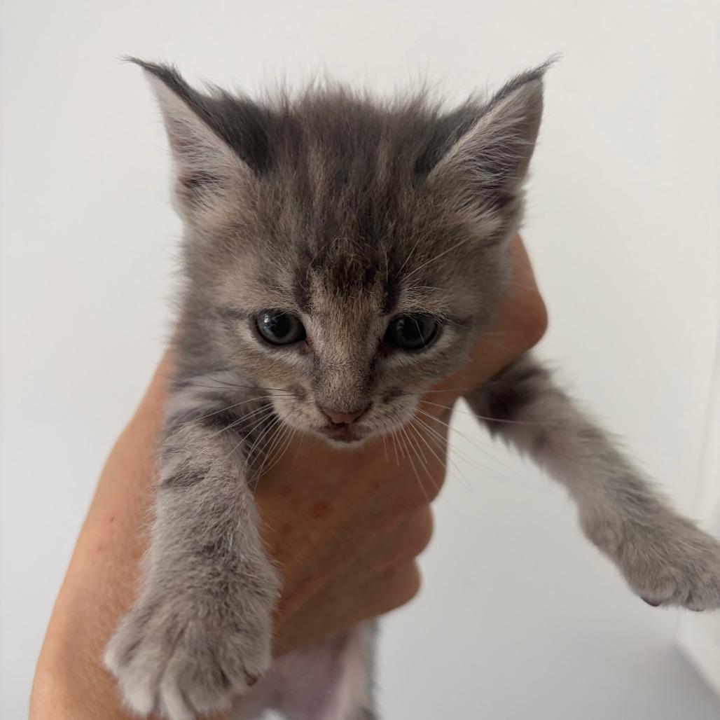 Enlarge Letty, a Adoptable Domestic Short Hair in Escondido, CA image 3/6
