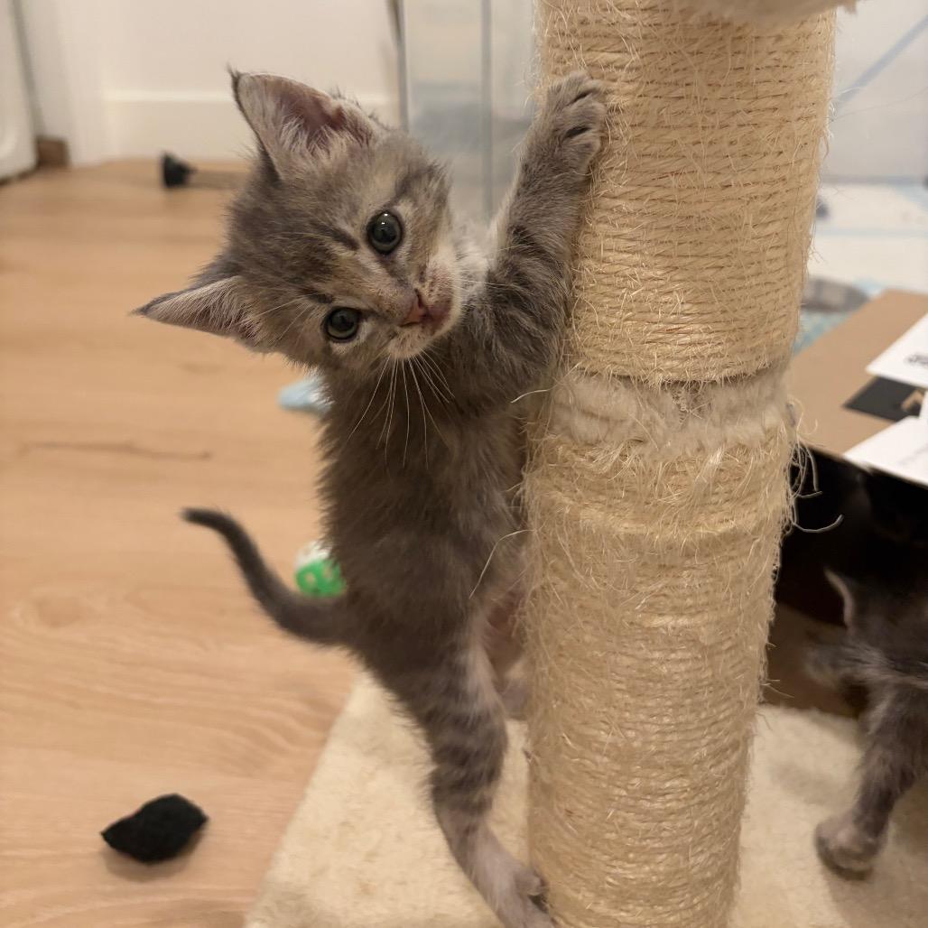 Enlarge Letty, a Adoptable Domestic Short Hair in Escondido, CA image 4/6