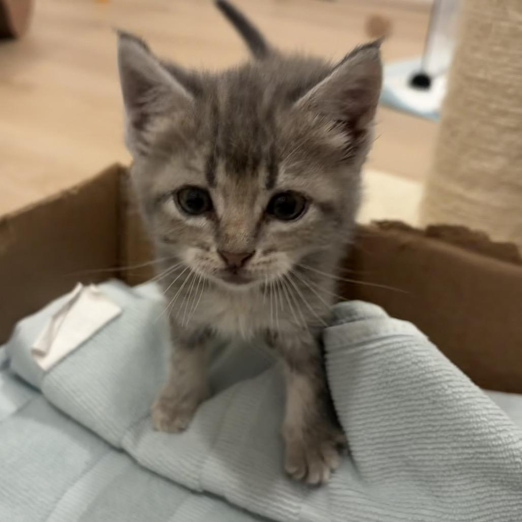 Enlarge Letty, a Adoptable Domestic Short Hair in Escondido, CA image 5/6