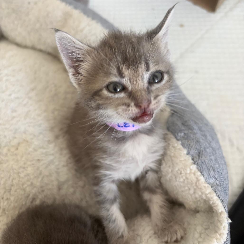 Enlarge Letty, a Adoptable Domestic Short Hair in Escondido, CA image 6/6