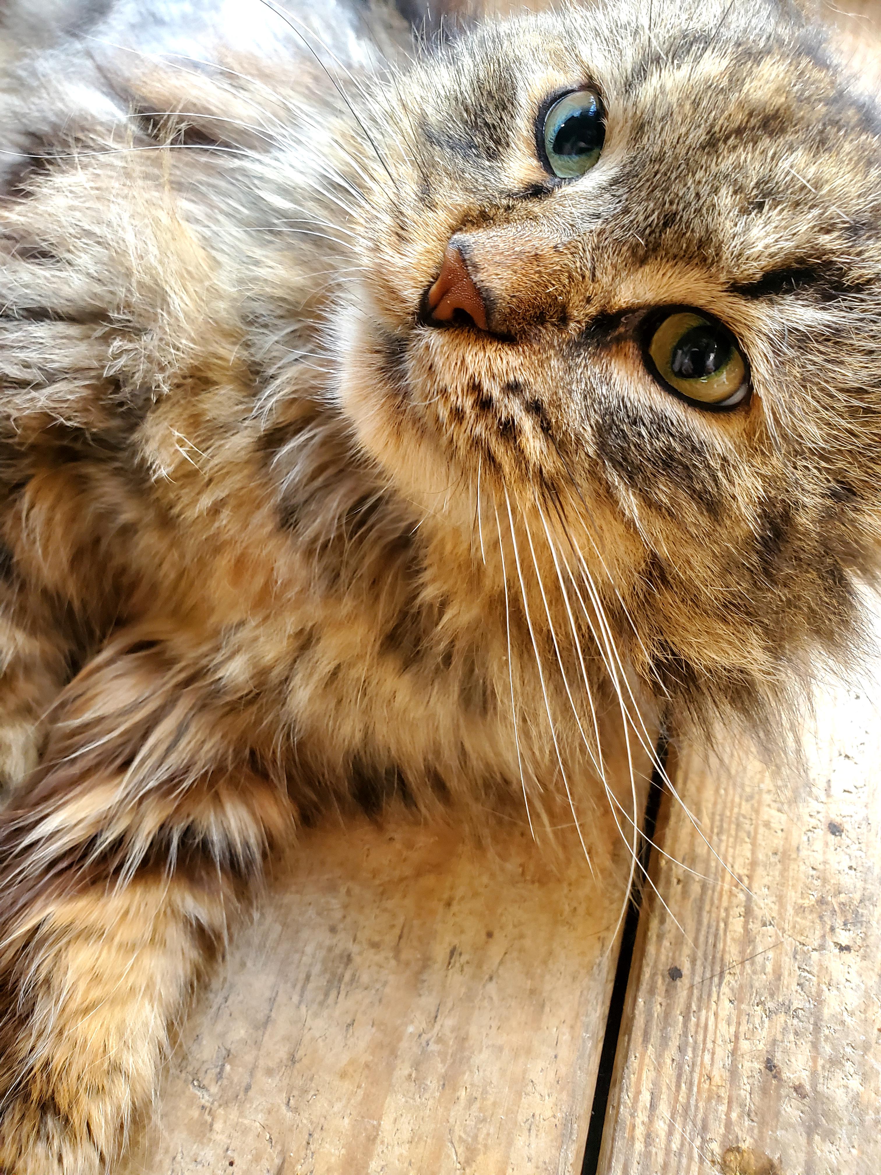 Enlarge Chester, a Adopted mixed breed in Gladwin, MI image 1/1