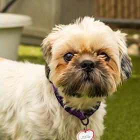 Bridgette, an adopted Lhasa Apso in Santa Cruz, CA image 4/6