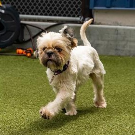 Bridgette, an adopted Lhasa Apso in Santa Cruz, CA image 2/6